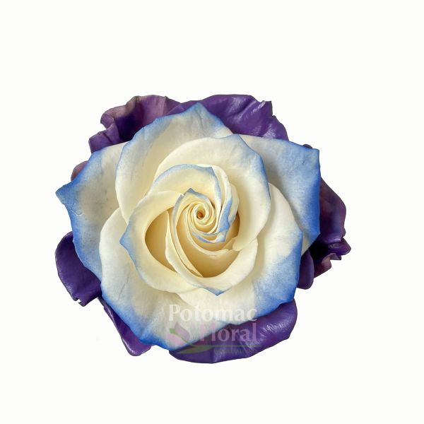 Opal Tinted Rose, Purple-Blue Shades, 50-60 cm - Potomac